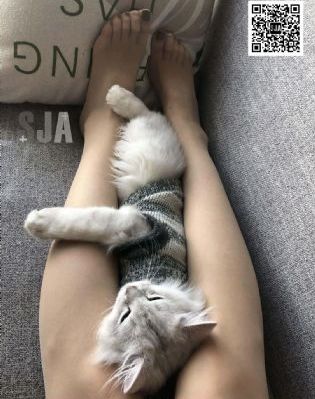 猎鹰突起